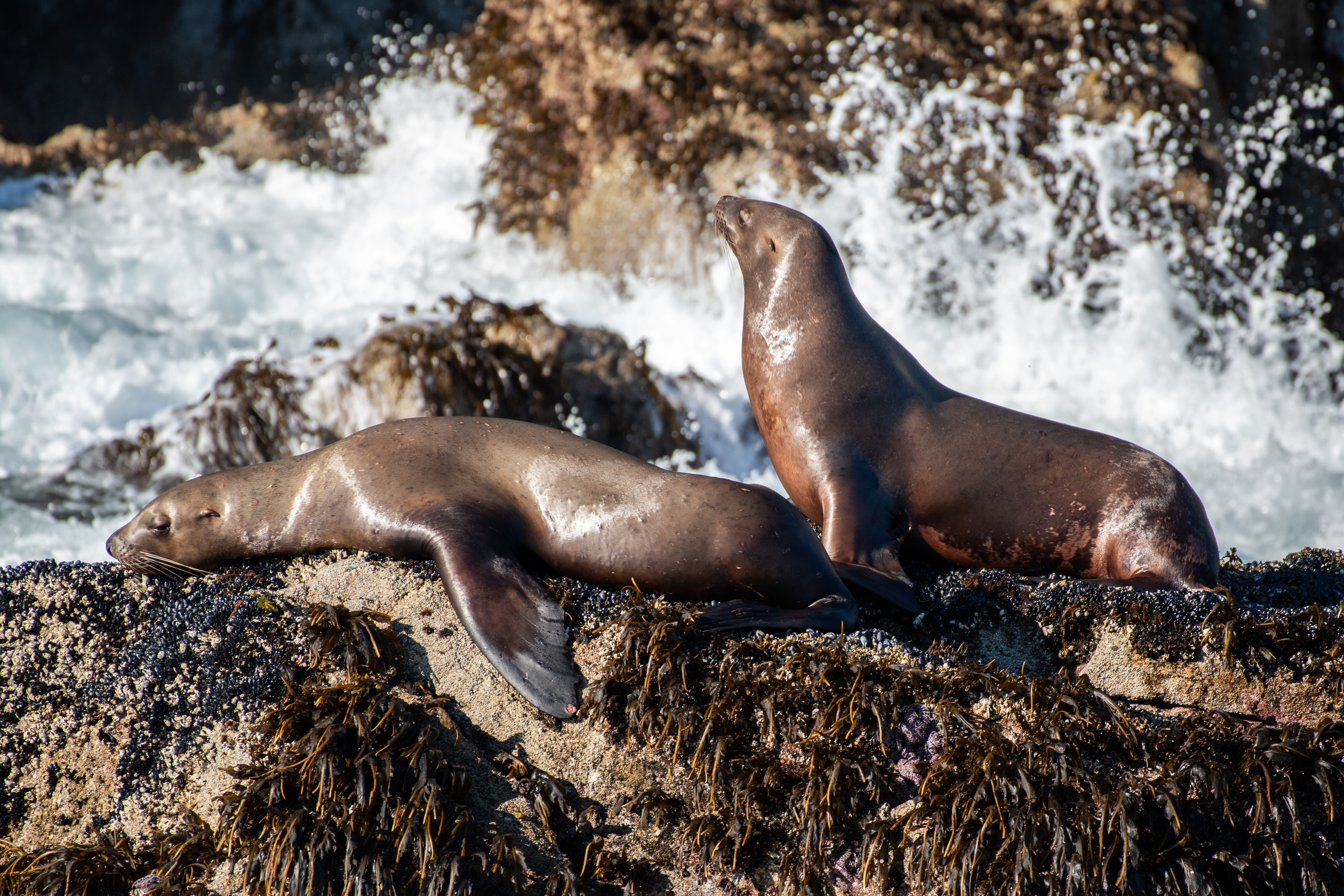 SeaLion