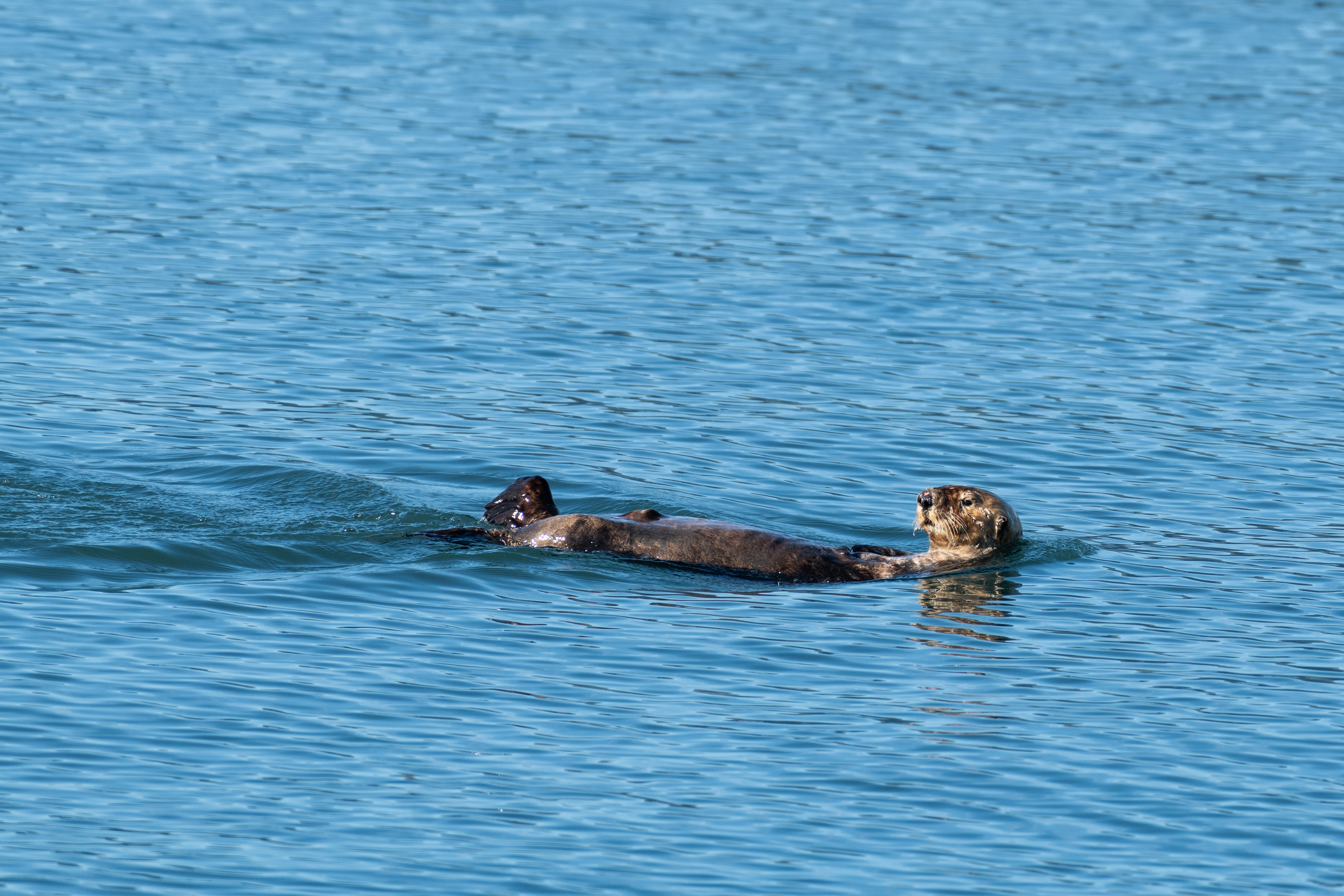 SeaOtter